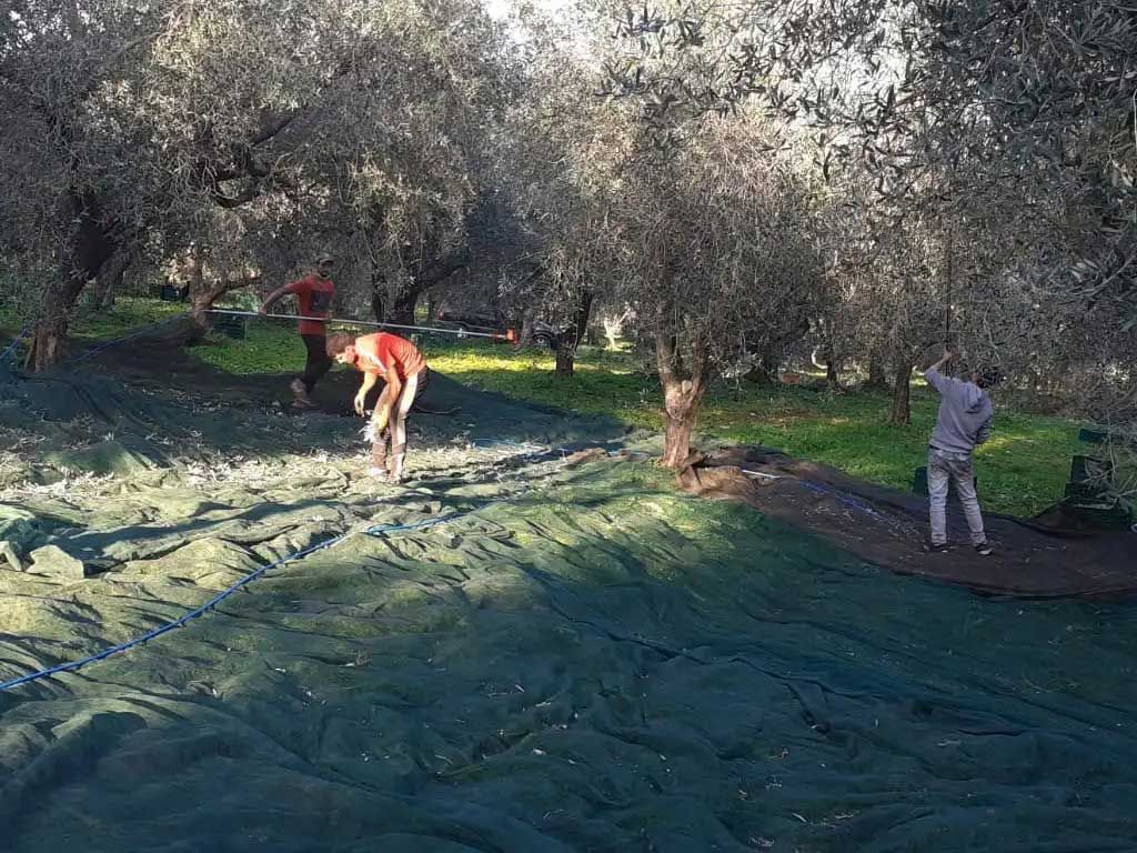 Raccolta olive per Olio Evo Pietraluce