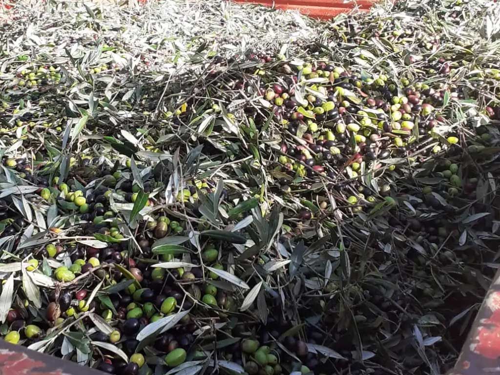 Camion Raccolta olive per Olio Evo Pietraluce