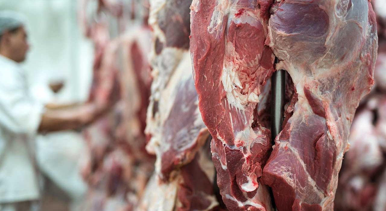 Carne Bovini Vitelli Ranch Montagna Cavalli
