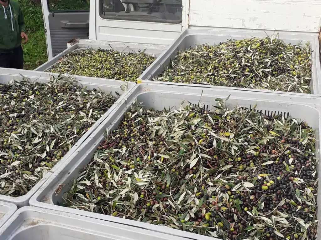 Cassette Raccolta olive per Olio Evo Pietraluce