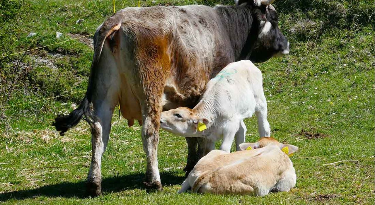 Carne Bovini Vitelli Ranch Montagna Cavalli