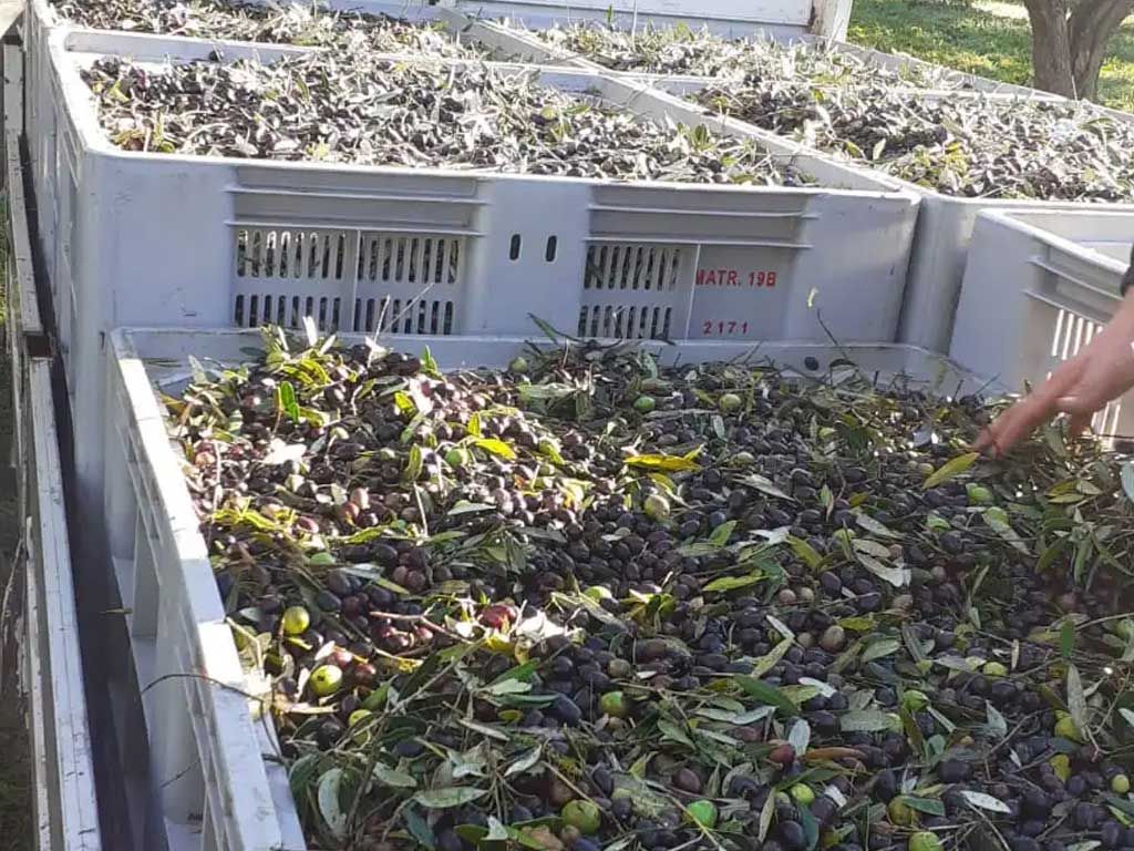 Cassette Raccolta olive