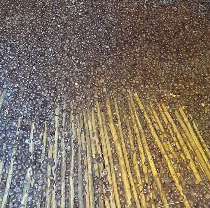 Lavorazione Castagna Mosciarella
